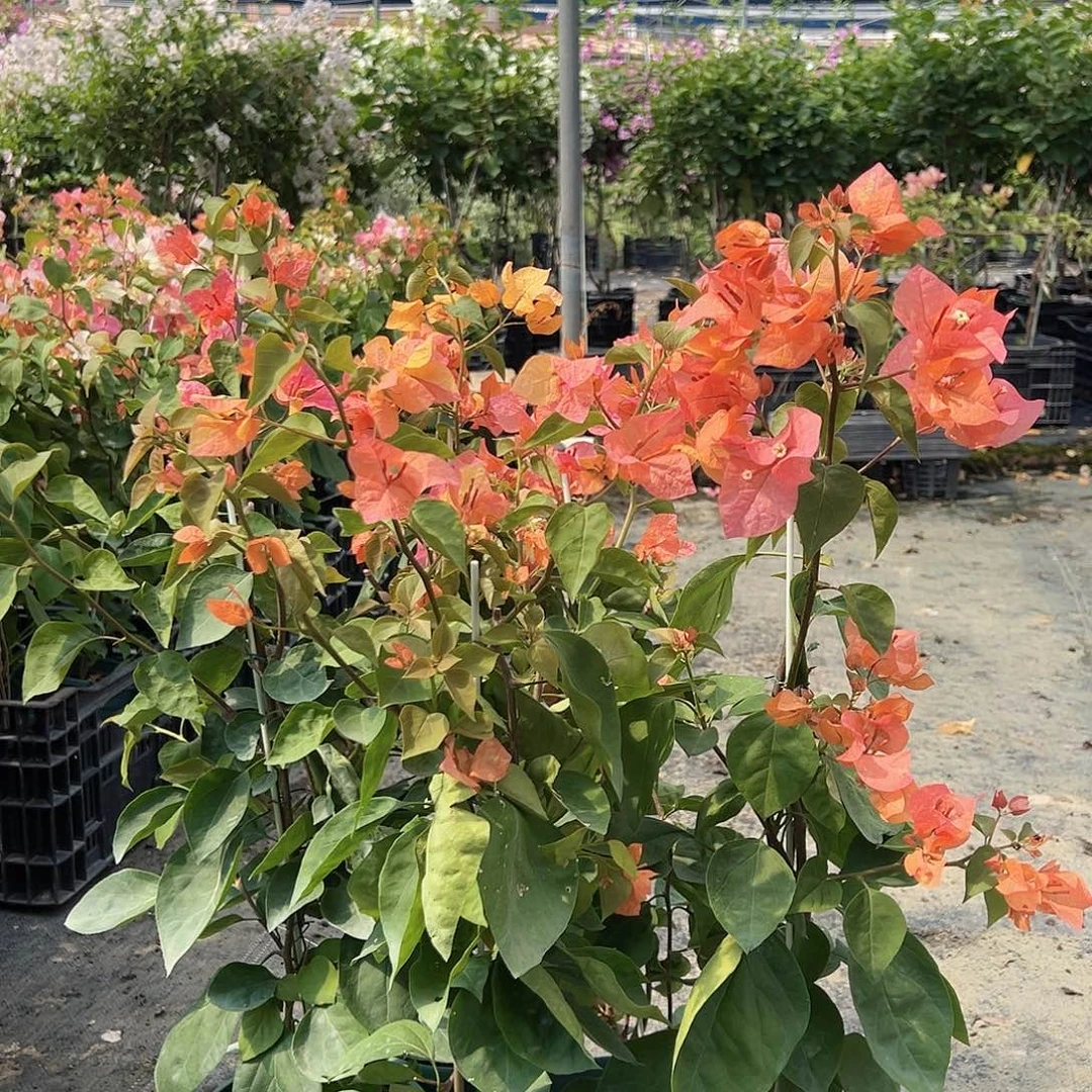 当前无花栽培后可以开花阿达纳带竹一颗