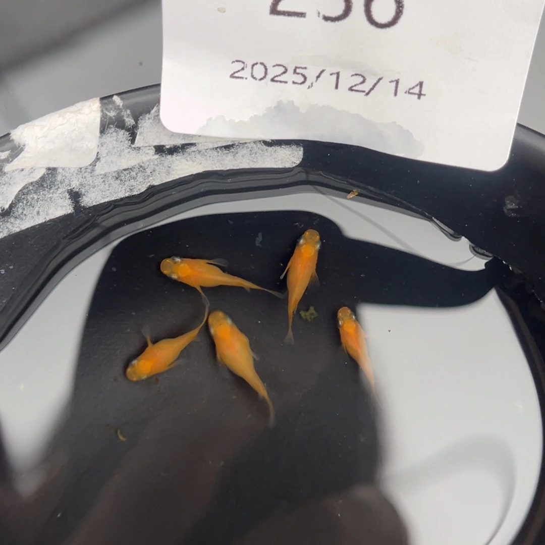 青鳉鱼236初恋球五尾