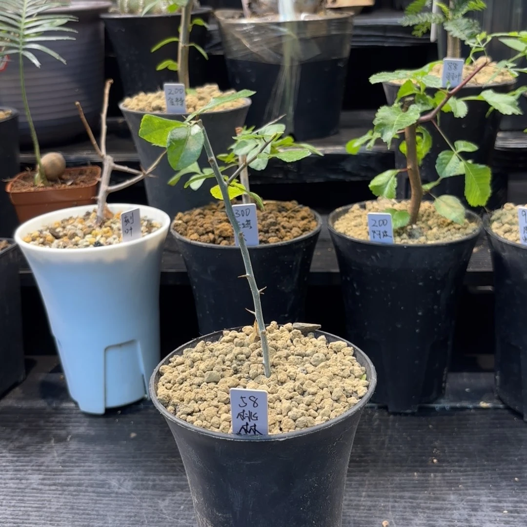 木  桃林橄榄扦插