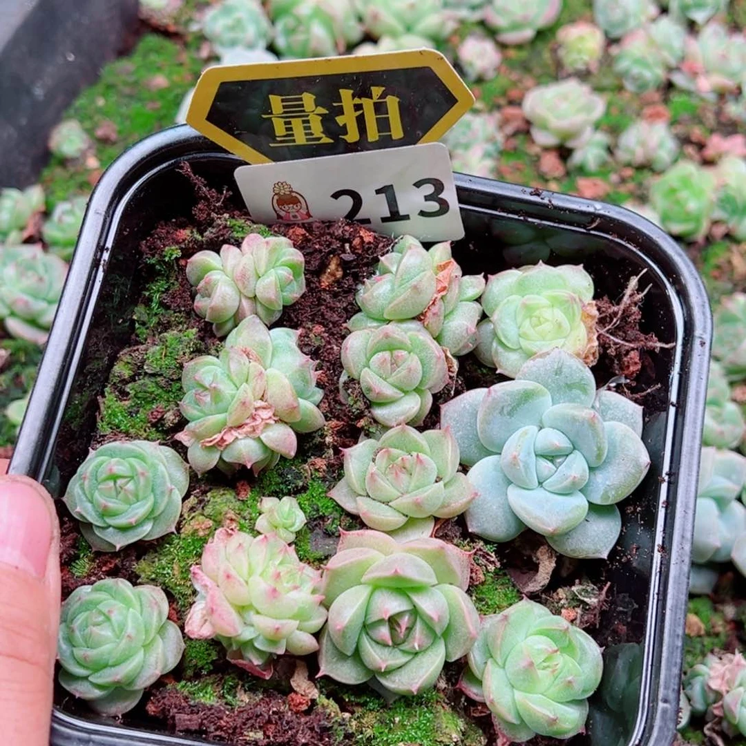 多肉植物多肉植物