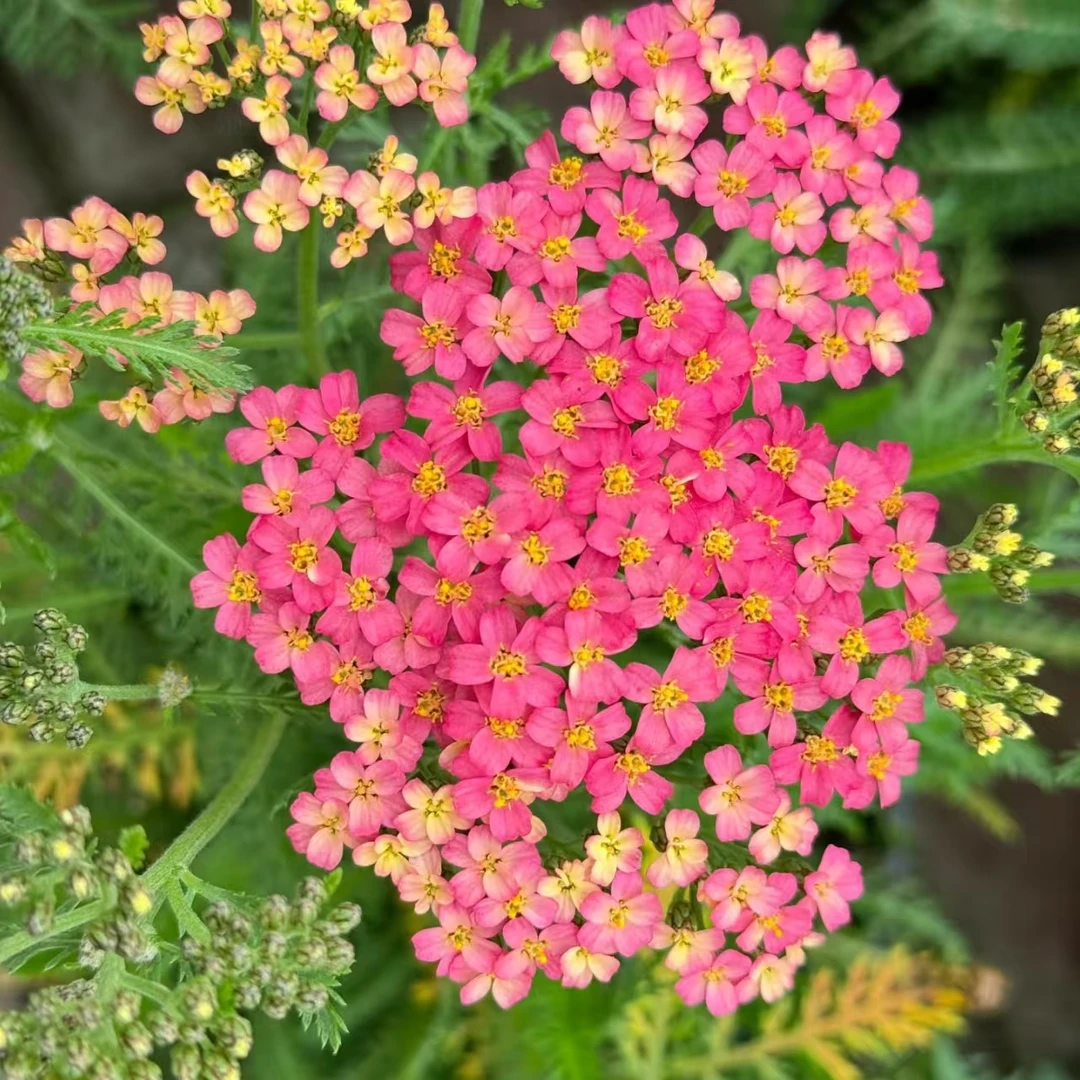 【蓍草】耐热花卉千叶繁星