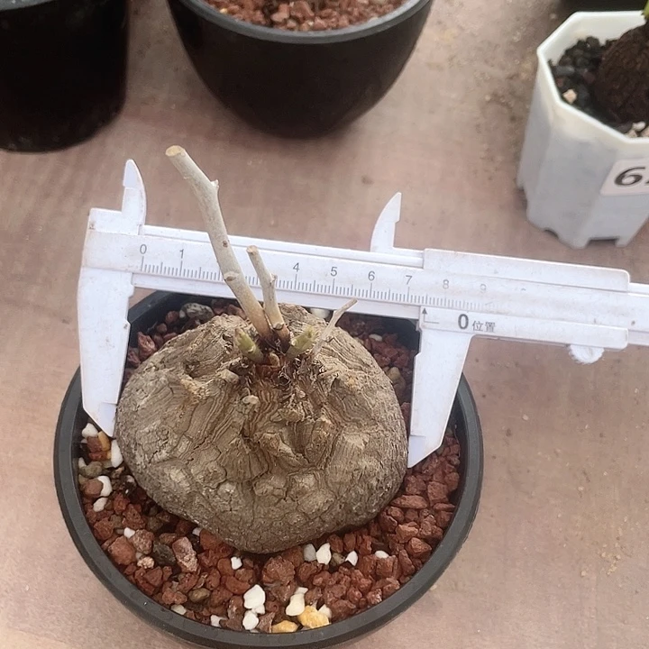 357龟甲龙块根植物