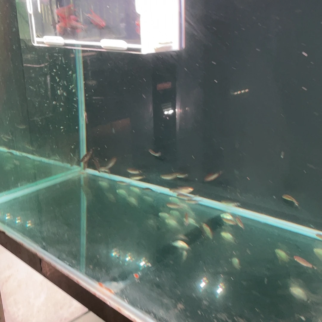 海水皓月凯蒂5-6公分