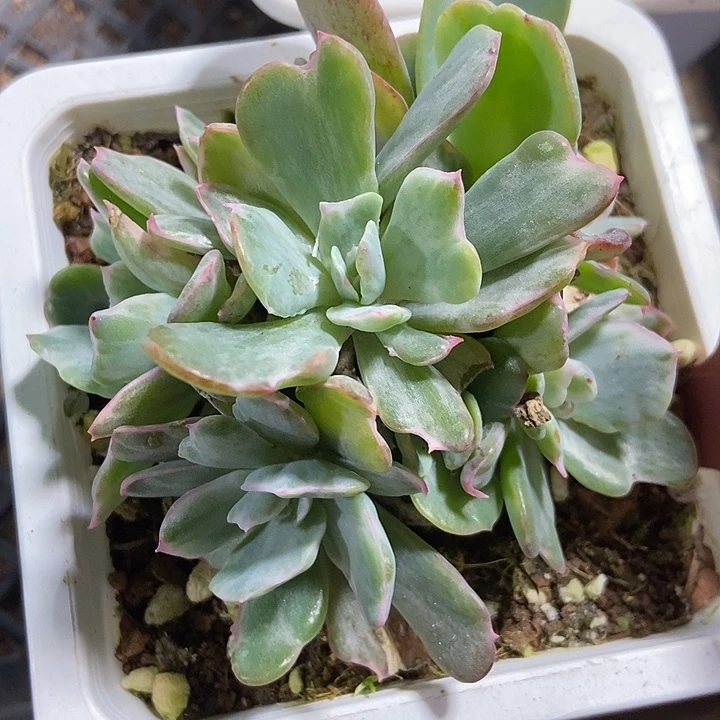 多肉植物伯克利锦7202