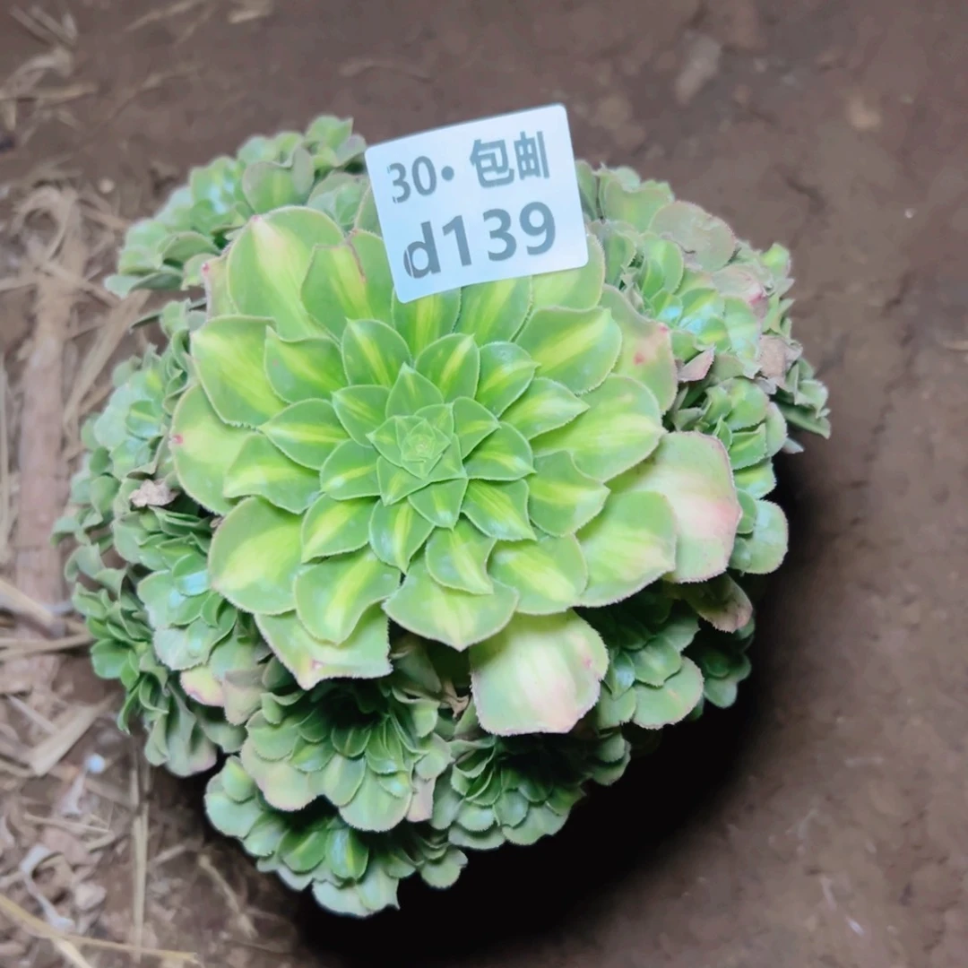 139 处理多肉法师