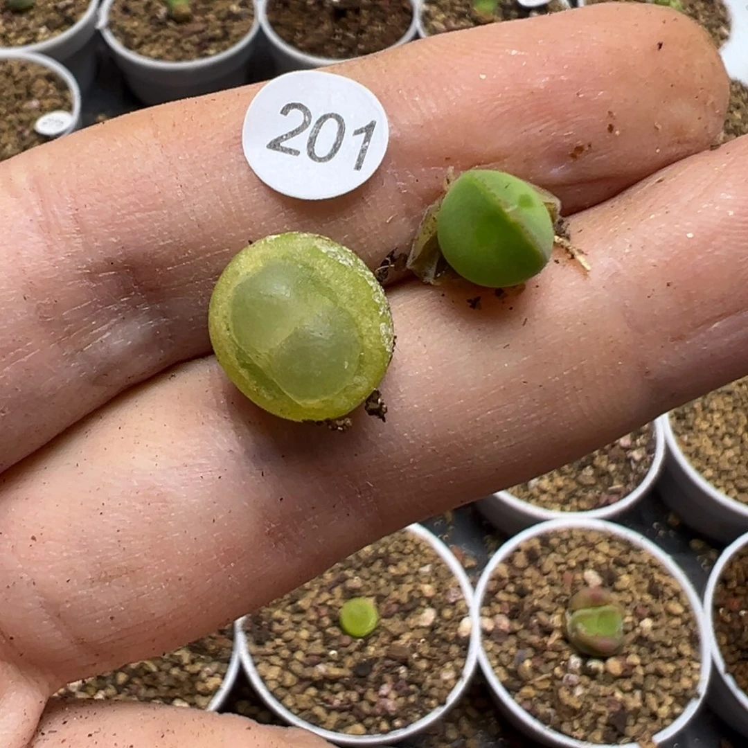叮**叮拉登空蝉各一颗201