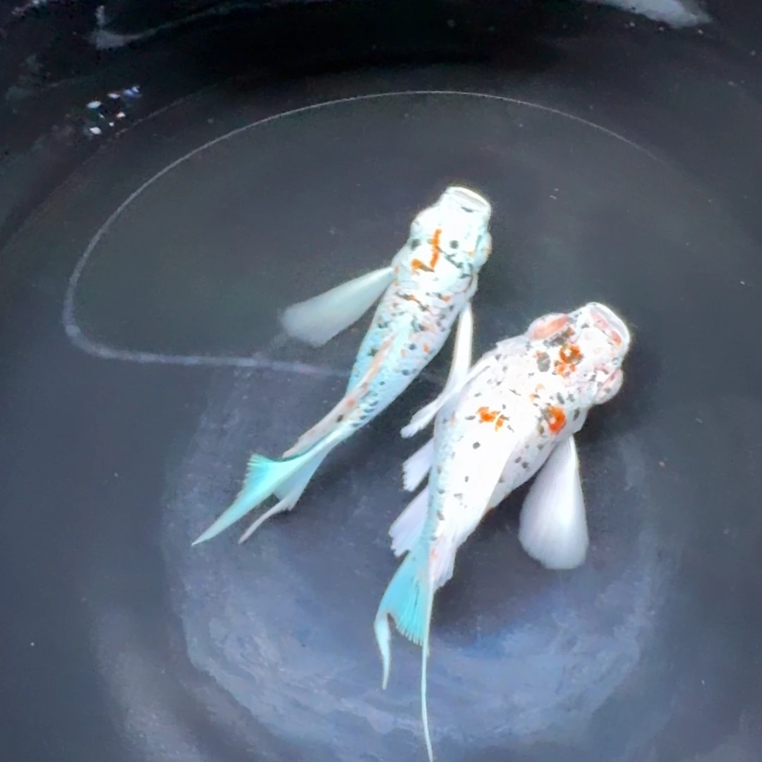 黑玛丽鱼463号玛丽2条