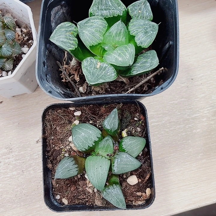 两颗肉肉的非常好看