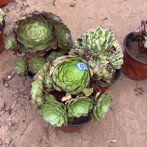 028多肉植物组合，