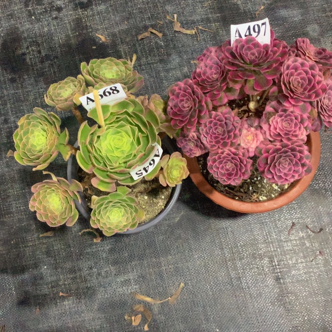 A***店红同白497奶白668法师多肉植物