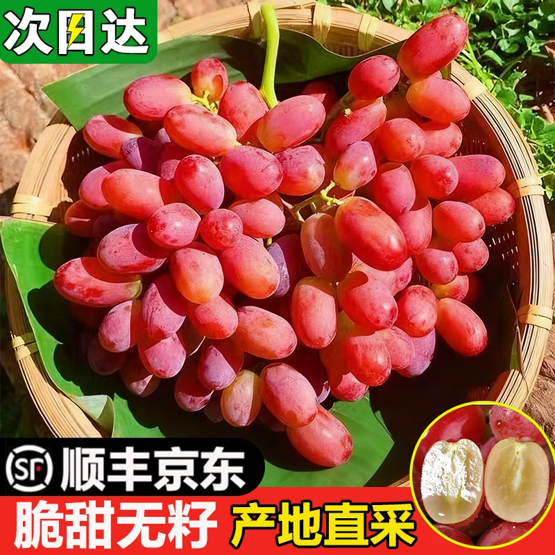 现货明日达【基地直采】TY1大凉山克伦生葡萄新鲜当季水果冰美人无籽脆甜红提0.5-4斤四川省