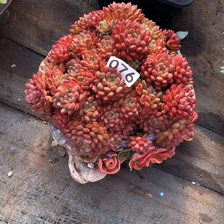 076红宝石 一物一拍多肉