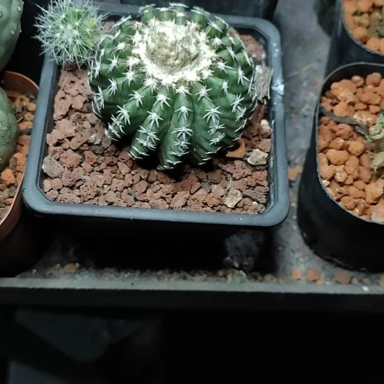 兔***咪实生的奇特球脱盆发货