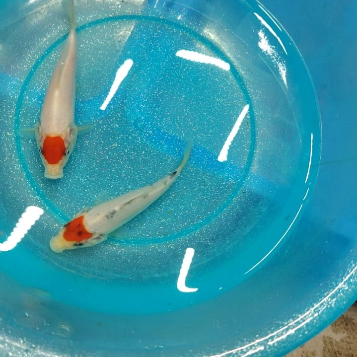 海水顺丰包邮开箱包活2