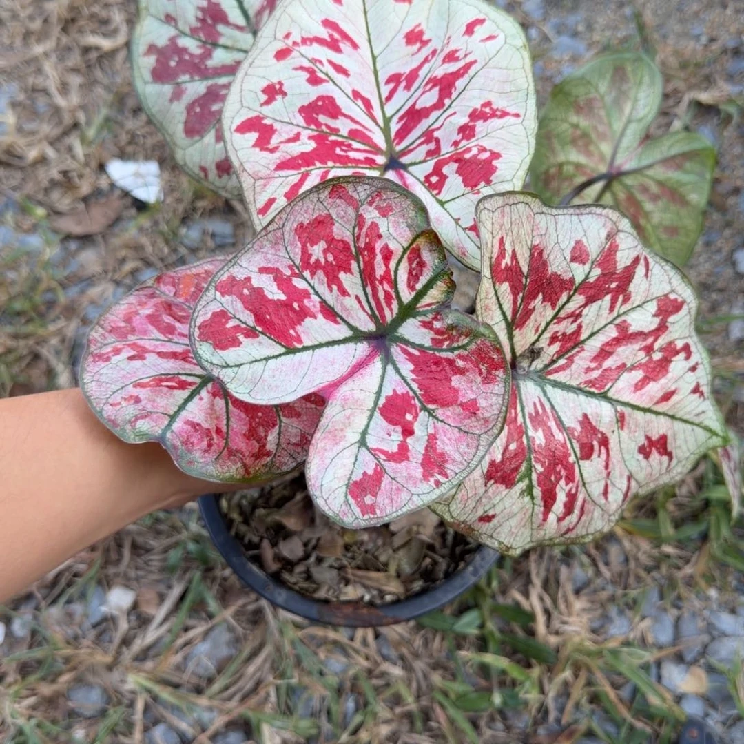 无花朵586 变异宇宙唯一