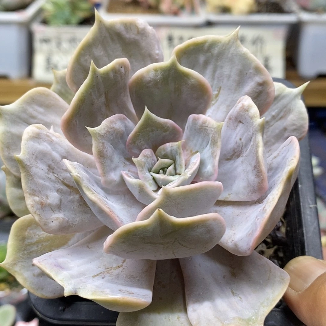 2444 漫威凸起有杆子