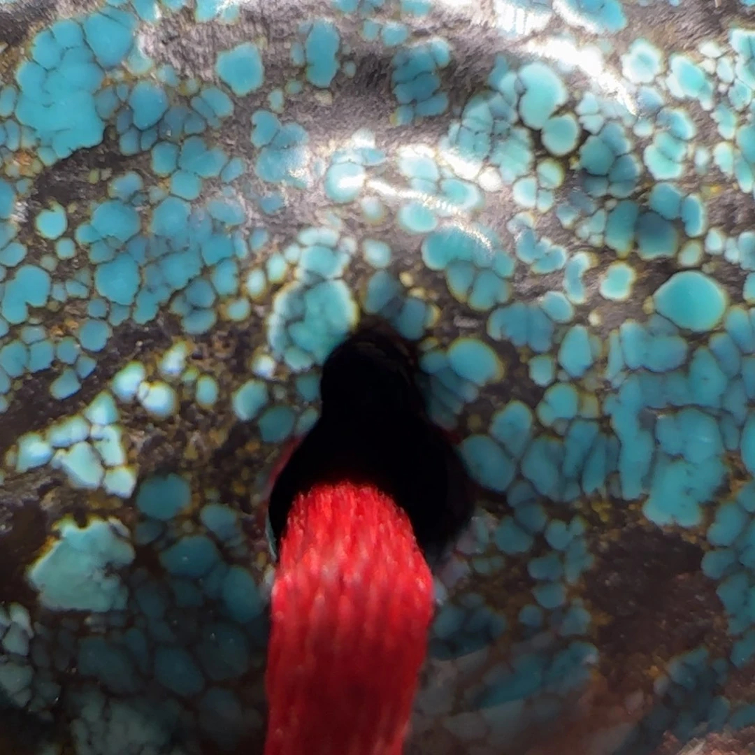 游**鱼纯铜的点点滴滴