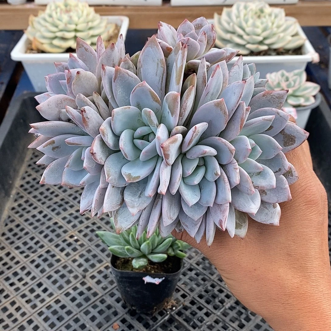 16260 橙梦露朵朵缀