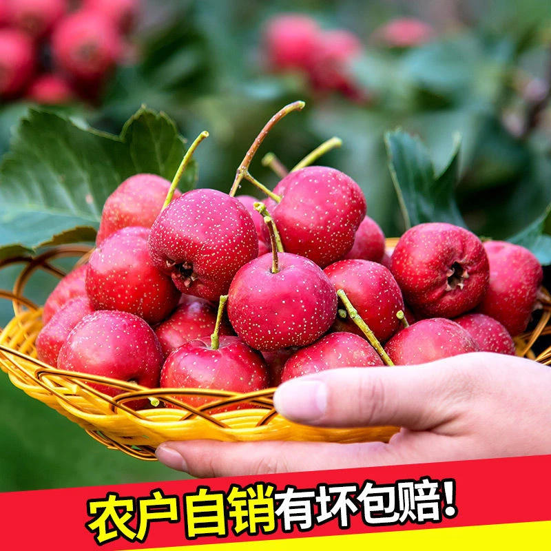 2026头茬新鲜山楂果酸甜水果山里红八月红大金星山楂冰糖葫芦
