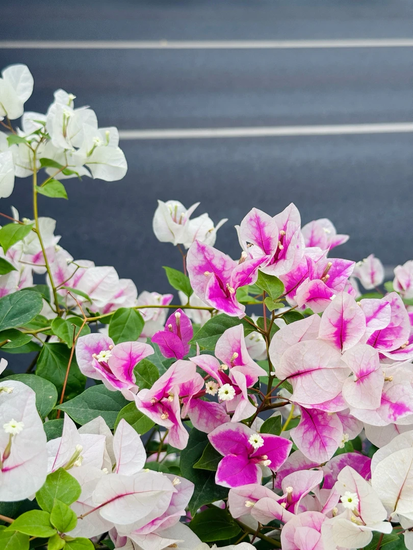 云南基地直发彩色三角梅漳红樱