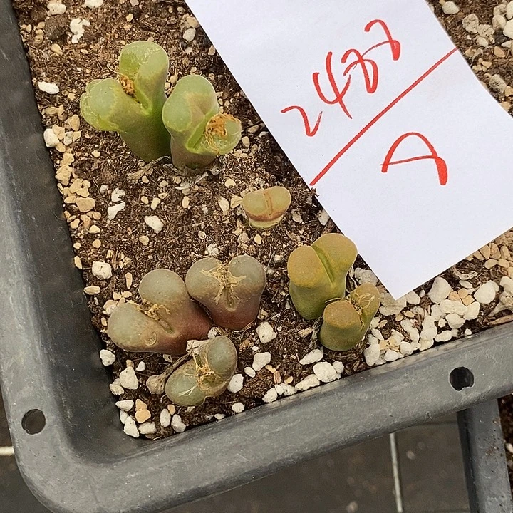 2488清框福利一筐。