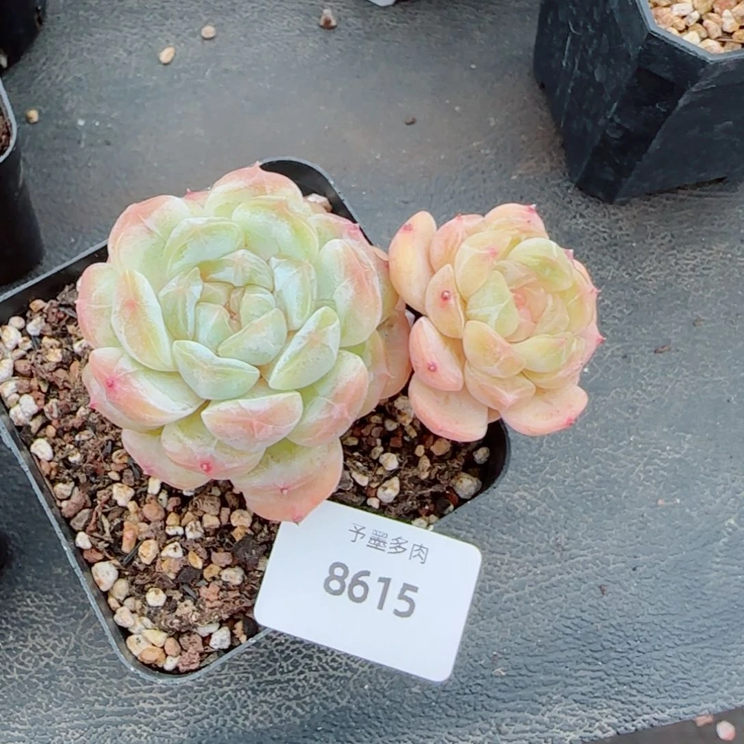 白恋飘枝，8615多肉植物
