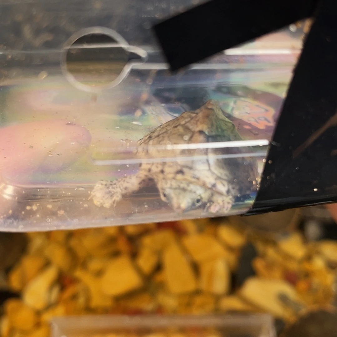 乌***！绿毛龟母点点滴滴订单