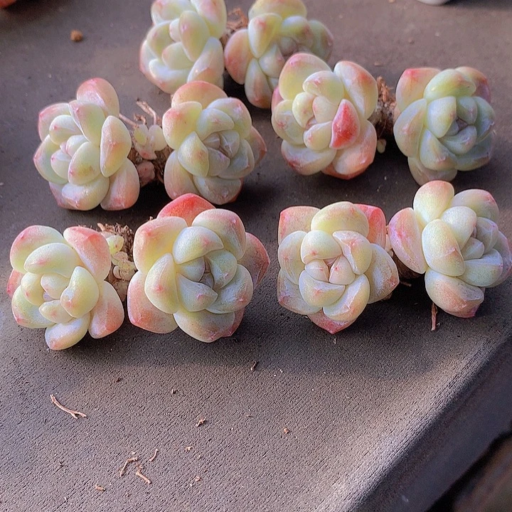 一物一拍，福利粗腿双头短圆肥冰玉5颗