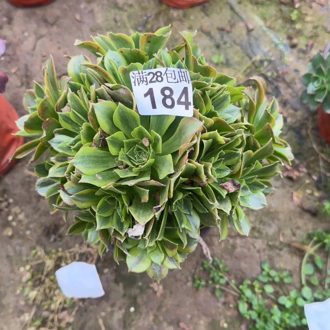 青檬多肉184满28包邮断枝不包