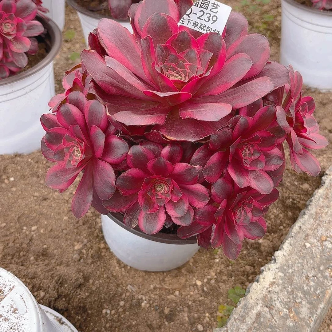 纳福多肉植物四号239