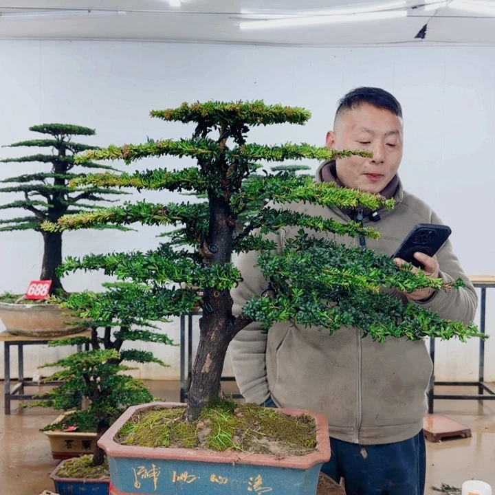 6***8无花朵盆景园林……