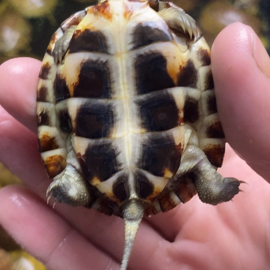 不分公母绿毛龟幸*草