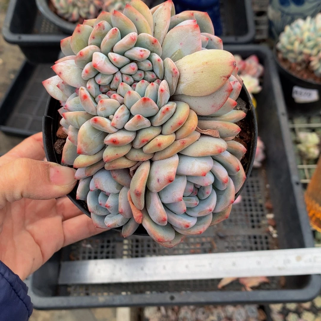 641星影缀嗯嗯嗯哦啦