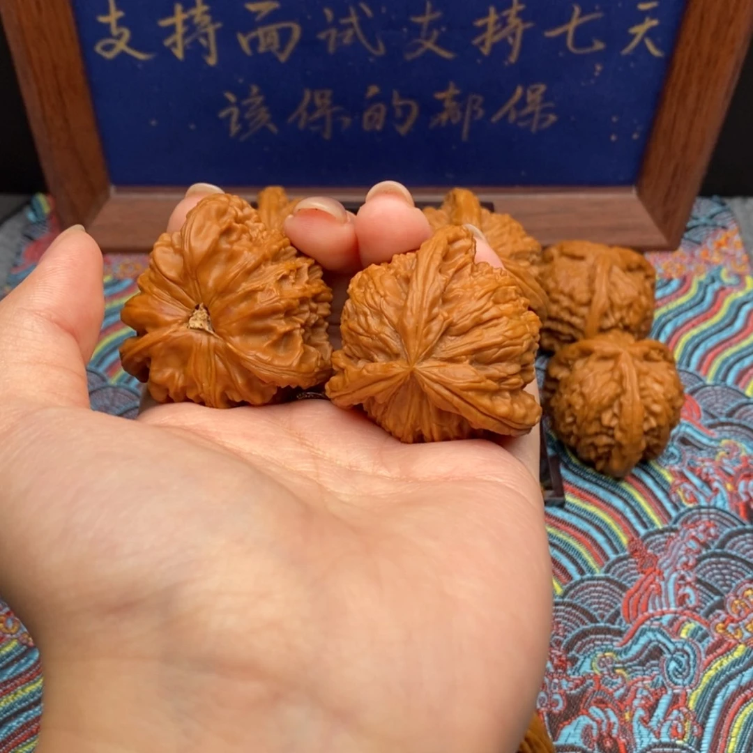 【闪购商品】一**虹白狮