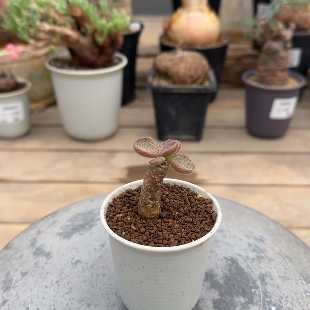 189薛辉奇峰锦不带盆