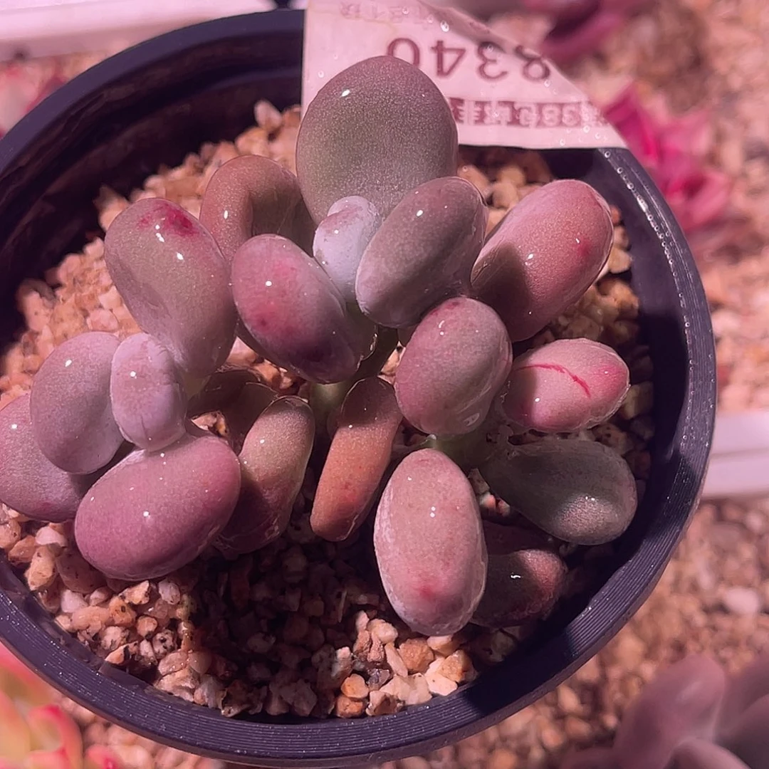 尚品园艺福利锦8340