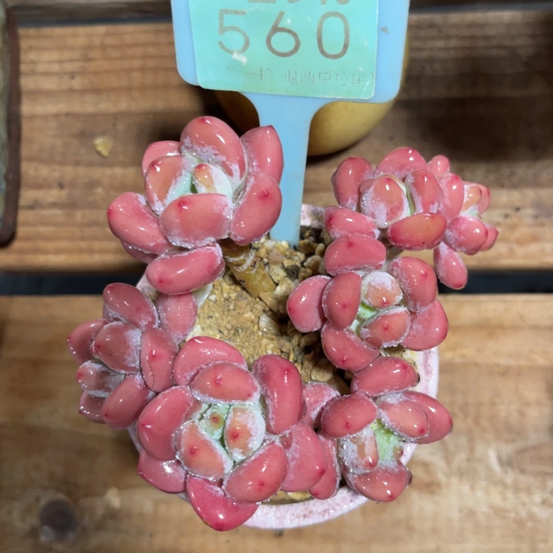 云尘多肉一物一拍560不含盆，