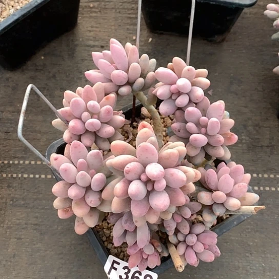 汤圆368 全场默认微瑕 7-8天发货