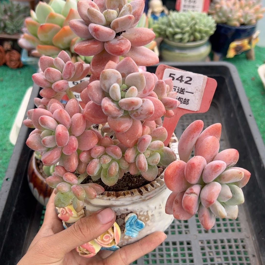 表妹精品多肉植物542.
