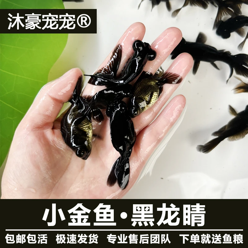 沐豪宠宠【运营推荐】冷水观赏鱼黑龙睛金鱼招财淡水狮子头好养耐活