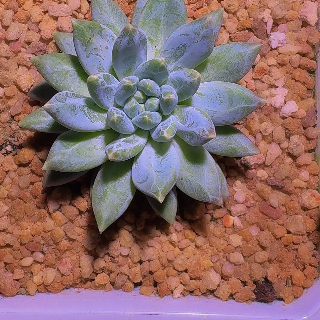 青禾美人 单头  一物一拍