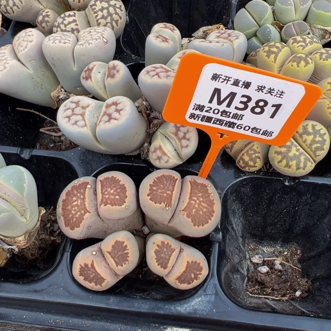 381 一物一拍，默认有伤，介意勿拍，不退不换