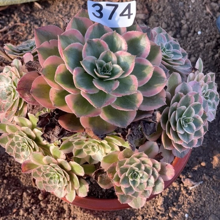无花朵374多肉植物云荷