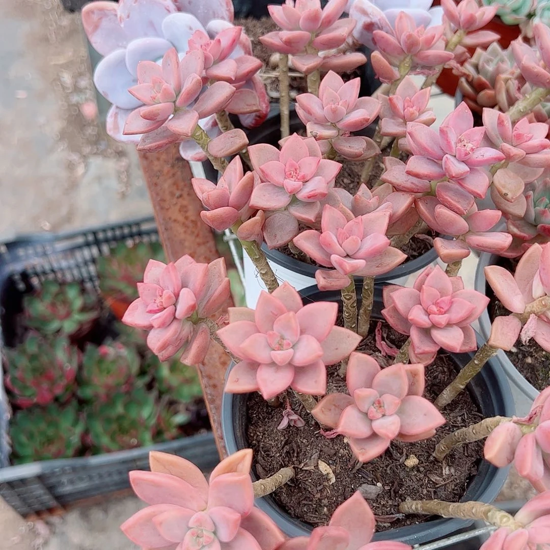 姬胧月带盆土两盆精品