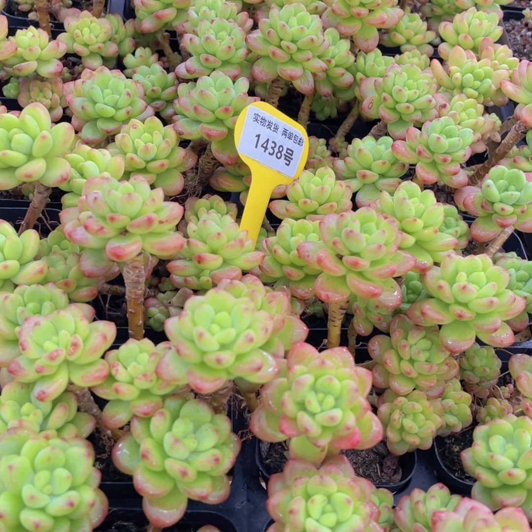 1438号 香格里拉高腿群生一个