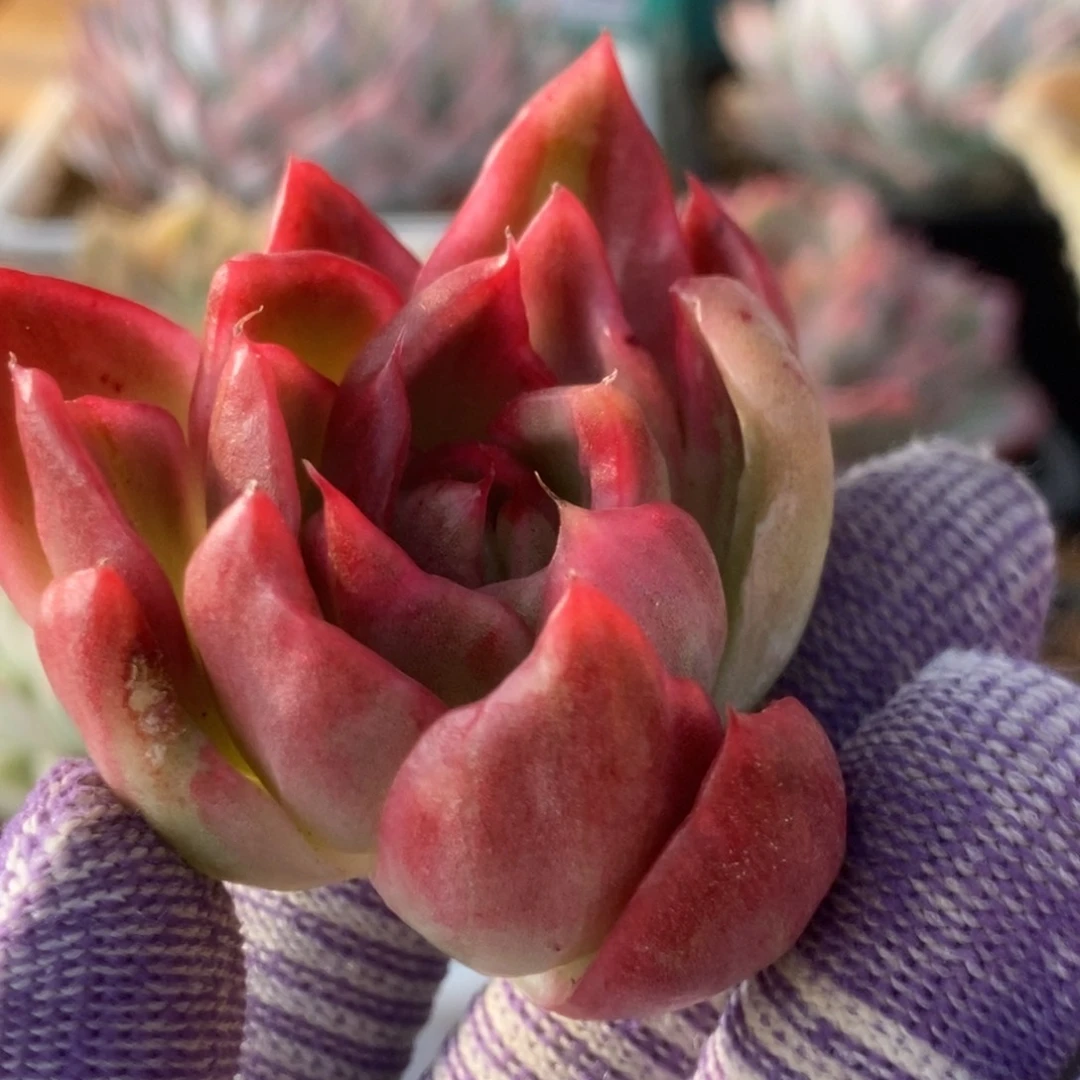 007红舞东云锦锦锦锦