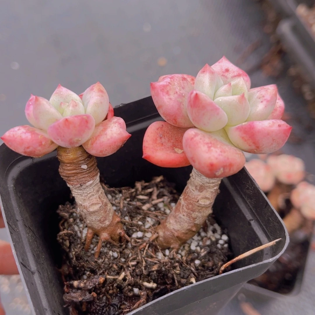 杂交老桩双头状态