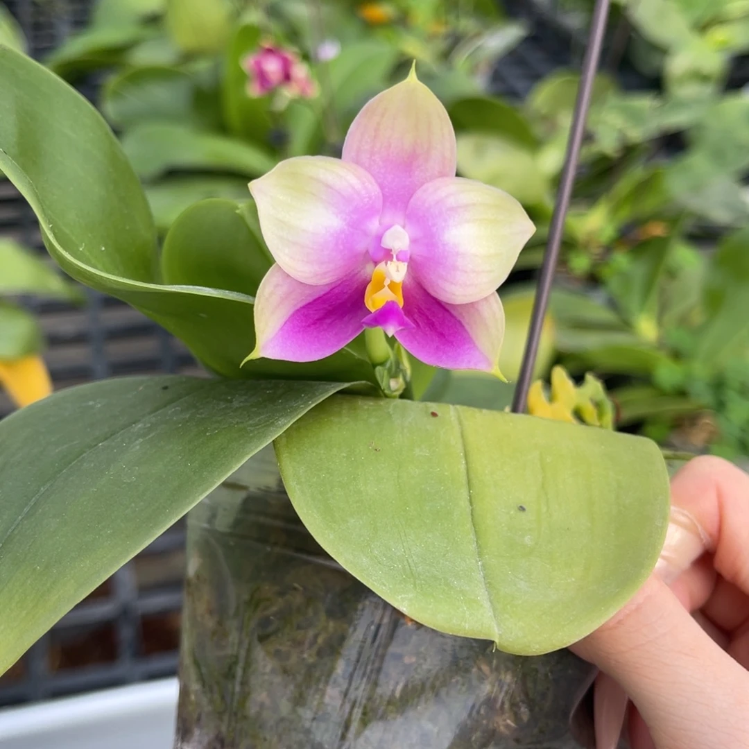 完全开放弥陀反射龙交贝