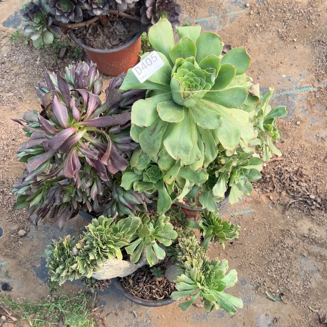 405三颗组合多肉植物法师