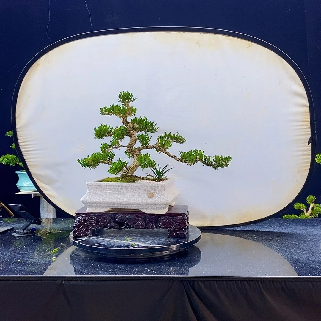 无花朵黄杨盆景造型